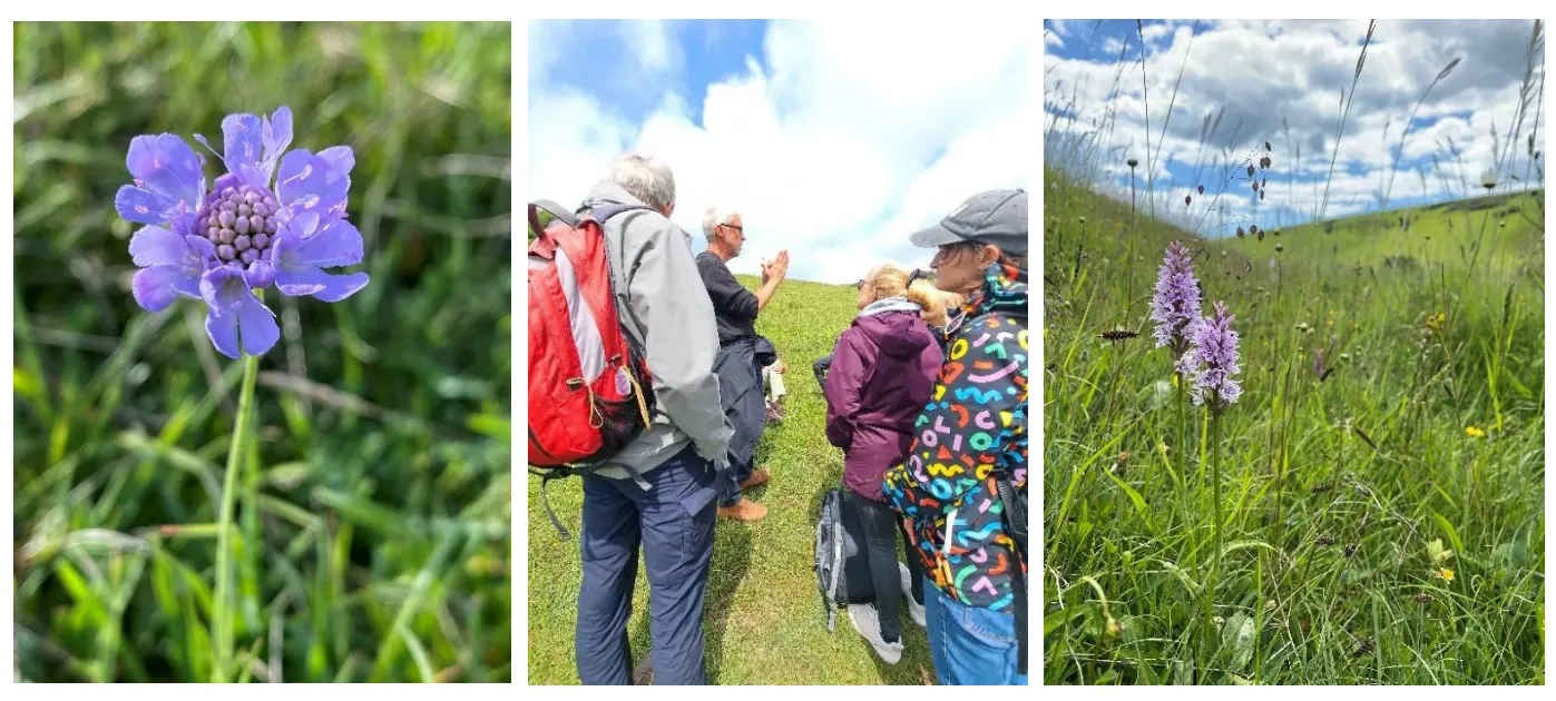 Flower Walk around Castle Hill on the 7th June 2026
